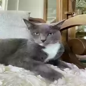 lost female cat misty
