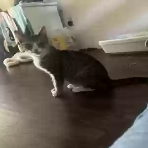 lost male cat justice