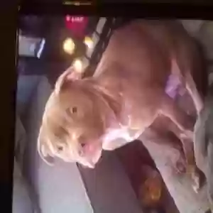 lost male dog lu