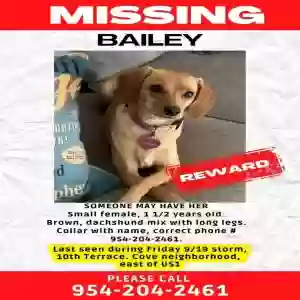 lost female dog bailey