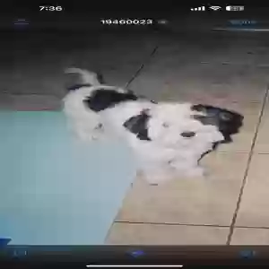 lost female dog darla