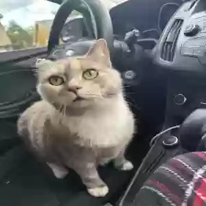 lost female cat nala