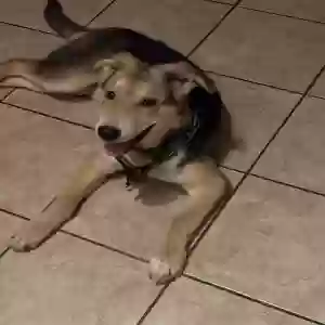 lost male dog rex