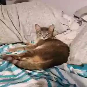 lost male cat archie