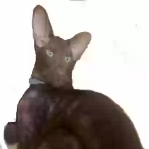 lost male cat gene parmesan