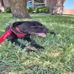 lost male dog carnage