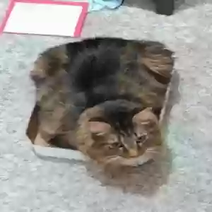 lost male cat dez