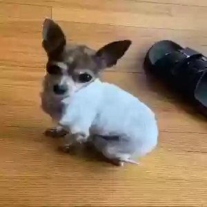 lost female dog rogue