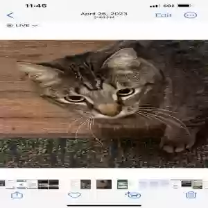 lost male cat alvin