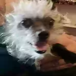 lost male dog bruno