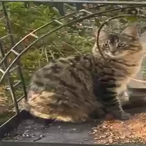 lost female cat dotty