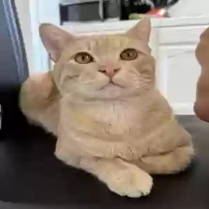 lost male cat sun
