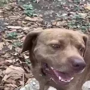 found male dog unknown.