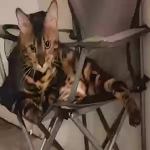 lost male cat tiger