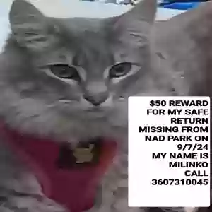 lost female cat milinko