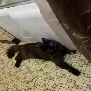 lost female cat george