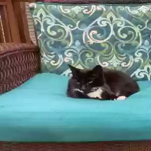 lost male cat rocky