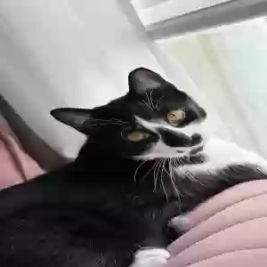 lost male cat unknown