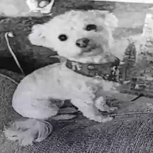 lost female dog dutchess