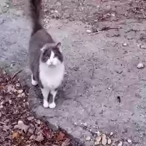 lost male cat tom tom