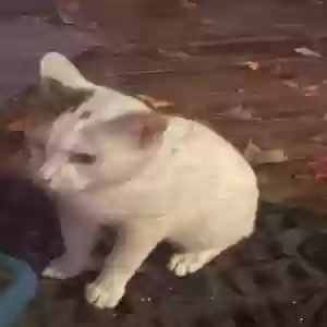 found unknown cat unknown