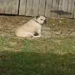 lost female dog penelope
