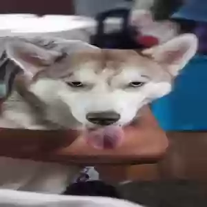 lost female dog lulu