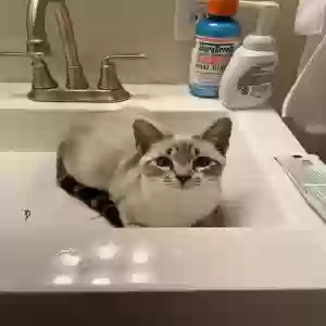lost female cat love