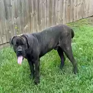 lost male dog davinci