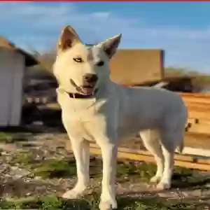 lost female dog yuki