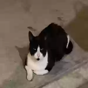 lost male cat unknown