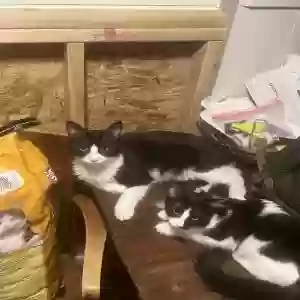 lost male cat bandit