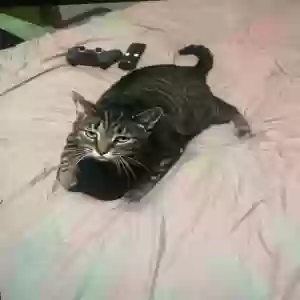 lost male cat arlo(rlo)