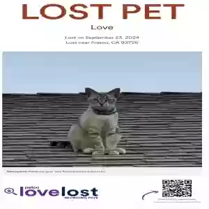 lost female cat love