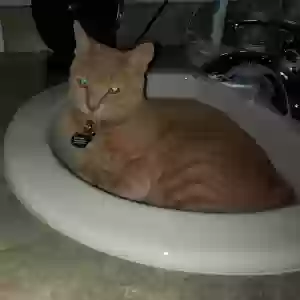 lost male cat steven