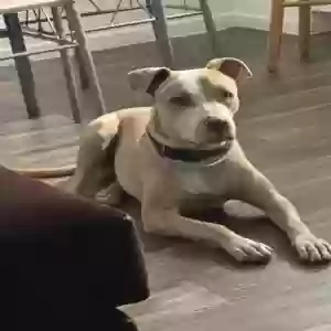 lost female dog dagmar