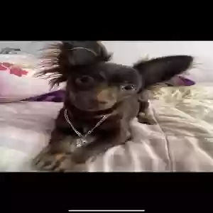 lost male dog charlie