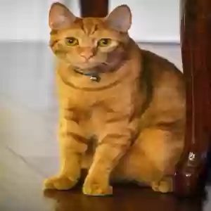 lost male cat henry