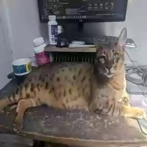 lost male cat majin
