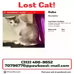 lost male cat gabe