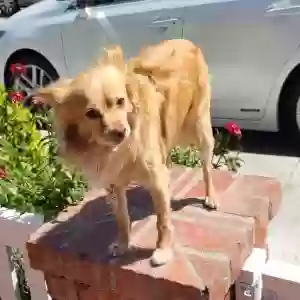 lost male dog wolfie
