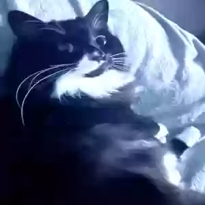 lost female cat kitty kitty