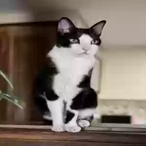 lost male cat jacob
