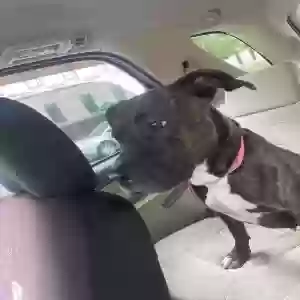 lost female dog roxy