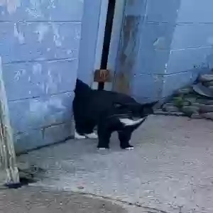 lost male cat midnight