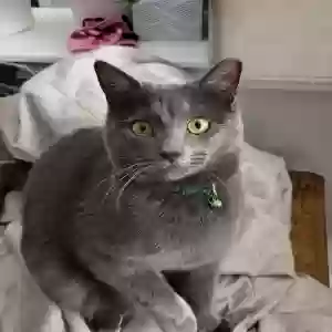 lost male cat welder
