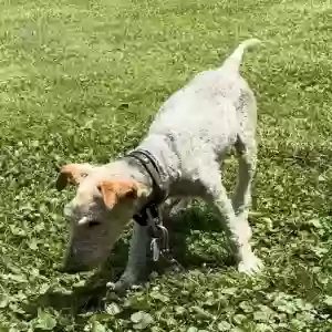 lost male dog corky