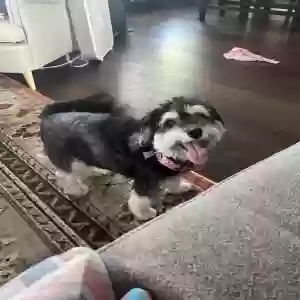 lost female dog lucy