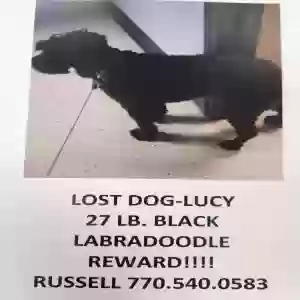 lost female dog lucy