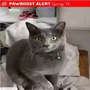 lost male cat welder